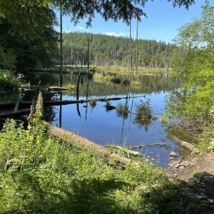102 -- Songbird Forest Ramble--Big Beaver and Mitten Ponds