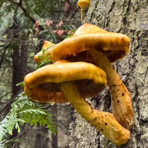 103 -- Anacortes Community Forest Lands--Big trees, little lichens and fungi. Fully booked.